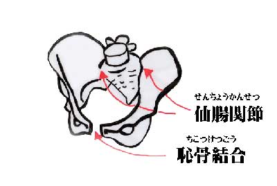 恥骨結合