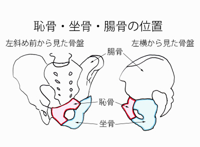 恥骨の説明